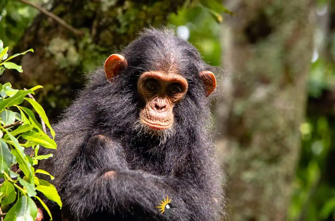 chimpanzee close p